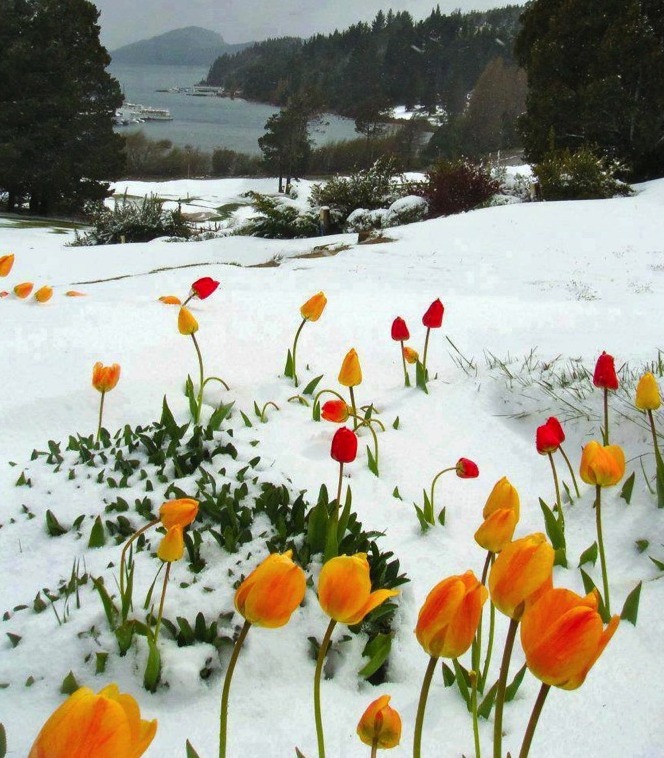 SnowyTulips